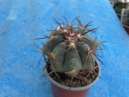 Echinocactus horizontalonius El Oso