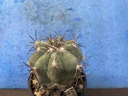 Echinocactus horizontalonius PC 70 Saltilo,Coah