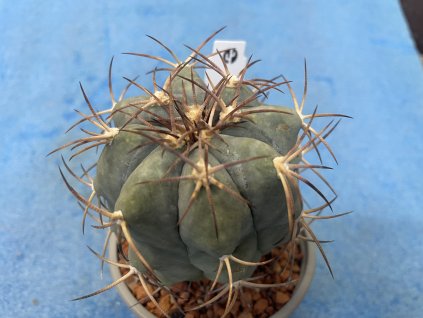 Echinocactus horizontalonius, El Milardo