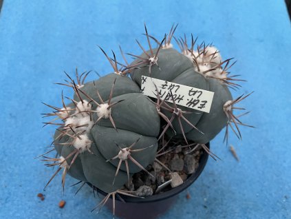 Echinocactus horizontalonius, Voliatel Na San Frencisko