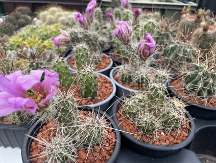 Echinocereus blanki