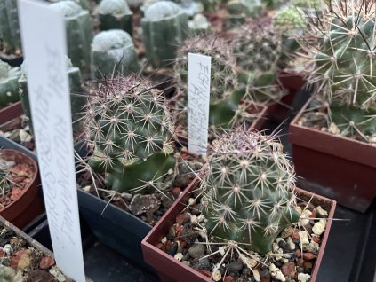 Echinomastus johnsoni Arizona