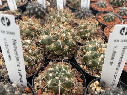 Neowerdermania vorwerki v.ubinensis KK 2099