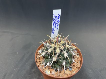 Thelocactus bicolor comodus