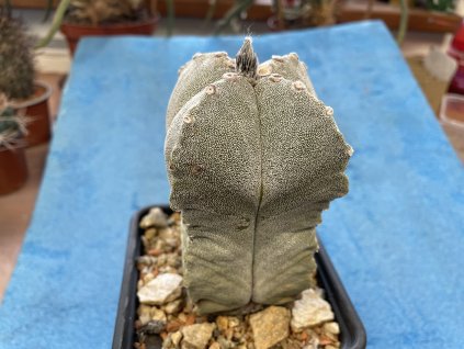 Astrophytum myriostigma guadricostatum