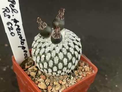 Pelecyphora pseudopectinata RS 620