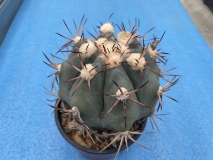 Echinocactus horizontalonius Est Banán