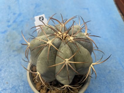 Echinocactus horizontalonius KMR 222,Agua Nueva