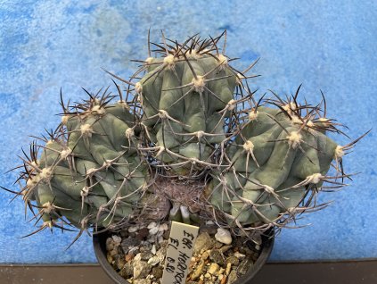 Echinocactus horizontalonius El Oso