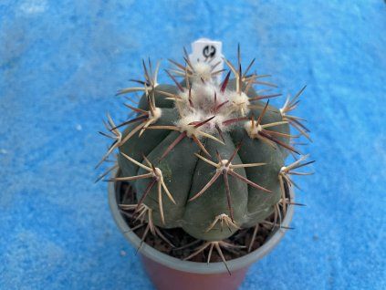 Echinocactus horizontalonius VZD 390