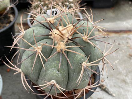 Echinocactus horizontalonius ,El Pilar