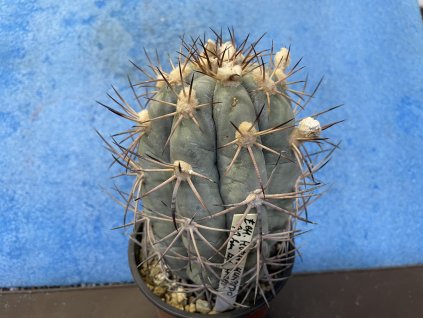 Echinocactus horizontalonius 93 km za El Hundido