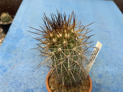 Copiapoa rupestris v.rubriflora
