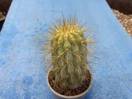 Copiapoa haseltoniana v.gigantea JN 853
