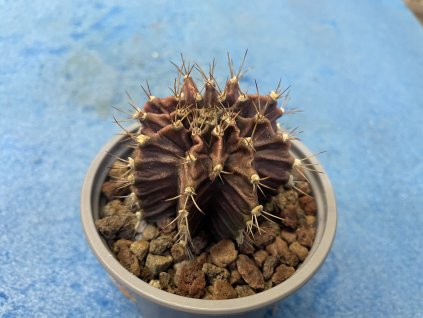 Gymnocallicium mihanovichi v.angustostriatum