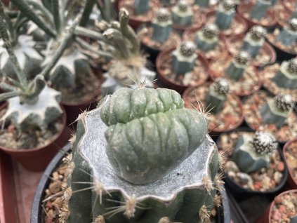 83FA442E BD0E 4E3D 9743 19FE04503815