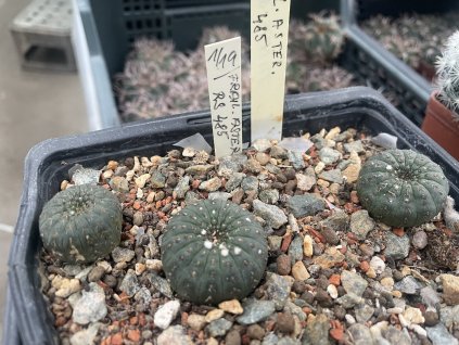 Frailea asteroides RS 485