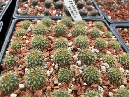 574B294A DCA1 405C 9F59 E4C766949E51