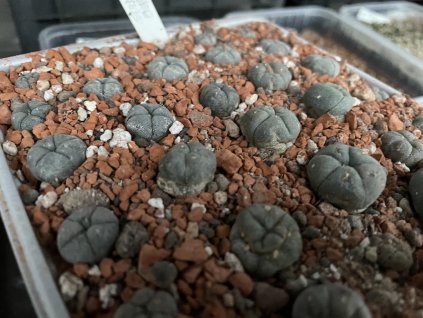 Lophophora diagonalis