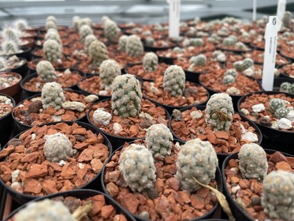 Mammillaria theresae