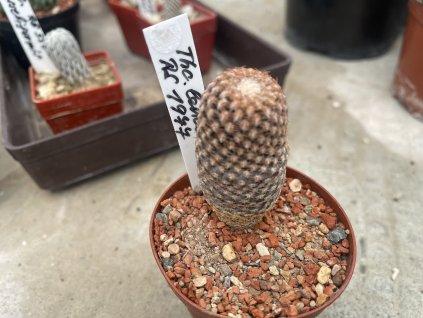 Thelocephala lembckei RS 1977