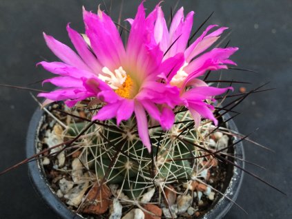 Coryphantha ramilosa jb Monclova