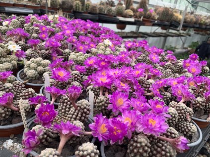 AE02077E DD87 49E4 9DEB E663B1129F93