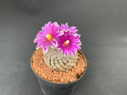 F8FBD211 3F66 4447 9072 C24D6DFD99A4