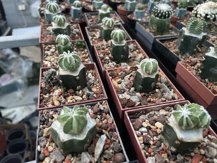 Aztekium hintoni