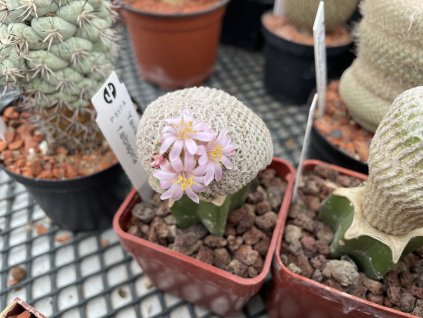 Yavia cryptocarpha v.albispina P 517 A