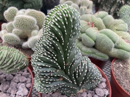 8E8DAA2B 3A00 41C4 96BB B4122C8ADEEF