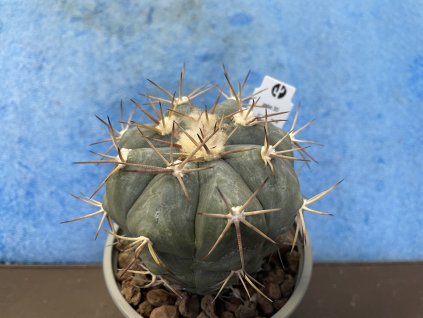 Echinocactus horizontalonius  Jabo 30