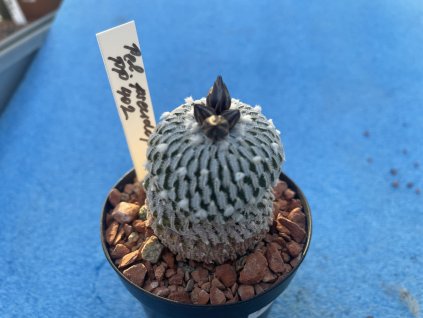 Pelecyphora pseudopectinata PP 402