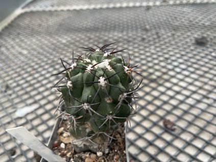 187C2AA9 E56D 4B6B B9CF 419E81C2F2EA