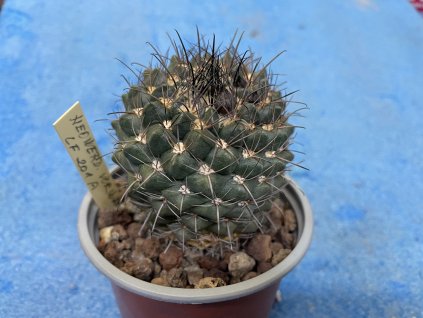 Neowerdermania vorwerki LF 201 A