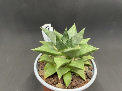 Ariocarphus trigonus PP 1245