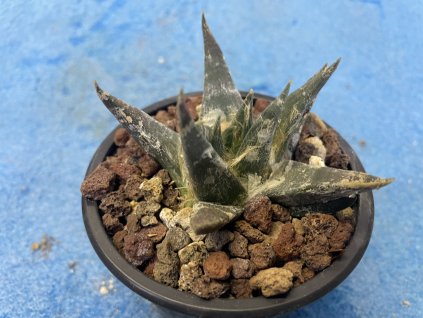 Ariocarphus trigonus SB 938,Palmilas