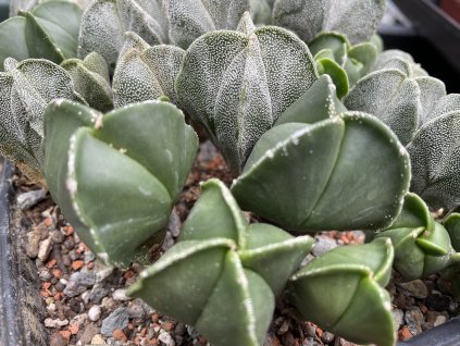 Astrophytum myriostigma tricostatum nudum