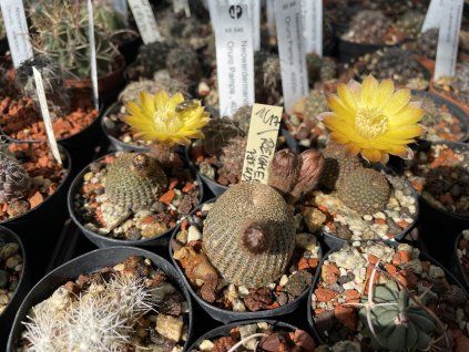 Reicheocactus pseudoreicheus