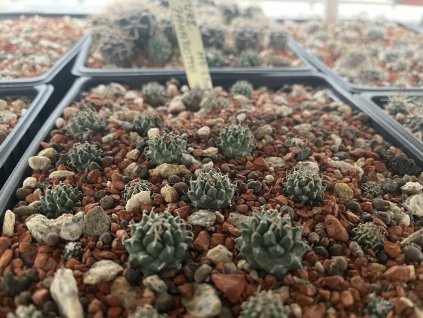 Tzrbinicarphus panaroti MZ 620