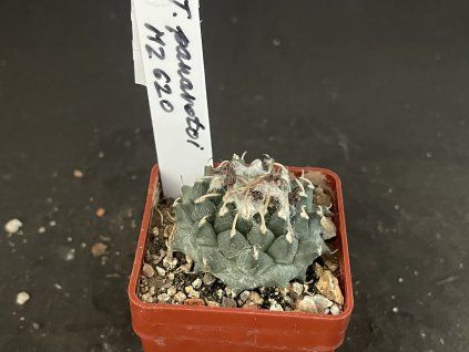 Tzrbinicarphus panaroti MZ 620