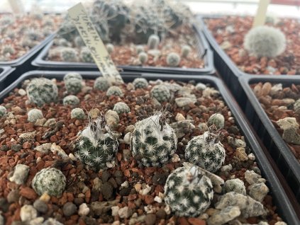 Turbinicarphus dickinsoni RS 321