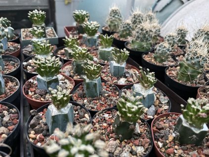 Mammillaria bertholdi