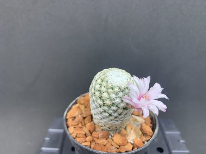 Mammillaria hererae v.albiflora