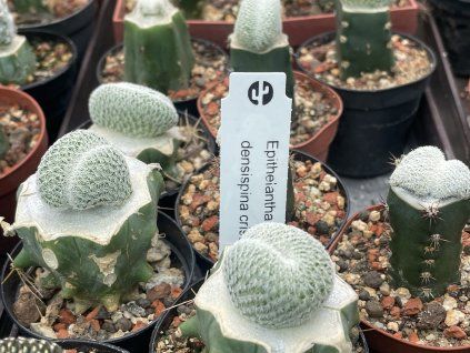 Epithelentha densispina cristata