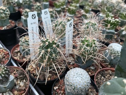 Toumea papyracantha SB 504