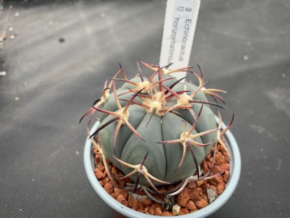 Echinocactus horizontalonius VZD 494