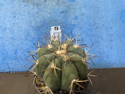 Echinocactus horizontalonius VZD 494
