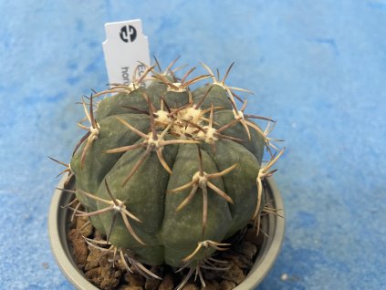 Echinocactus horizontalonius Tangue Nuevo,Siera la Concordia