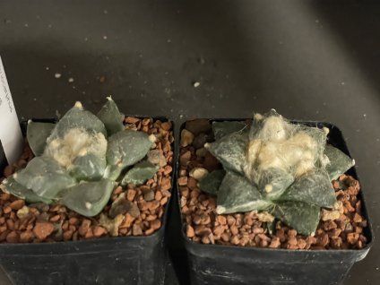 Ariocarphus retusus SB 335